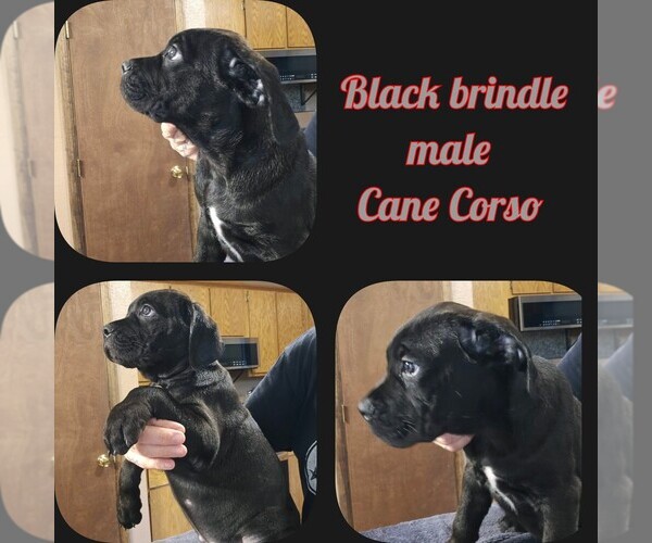 Medium Photo #1 Cane Corso Puppy For Sale in TUPELO, OK, USA