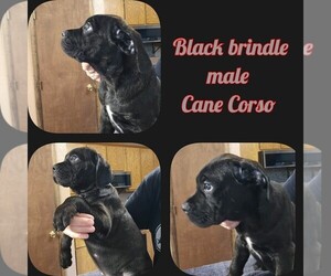 Cane Corso Puppy for sale in TUPELO, OK, USA