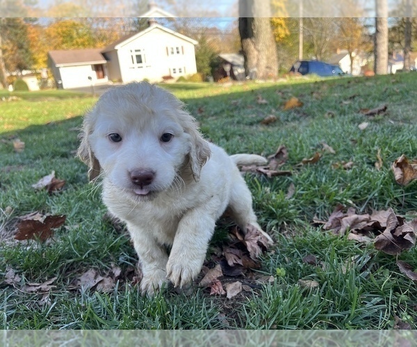 Medium Photo #5 Labradoodle Puppy For Sale in MERIDEN, CT, USA