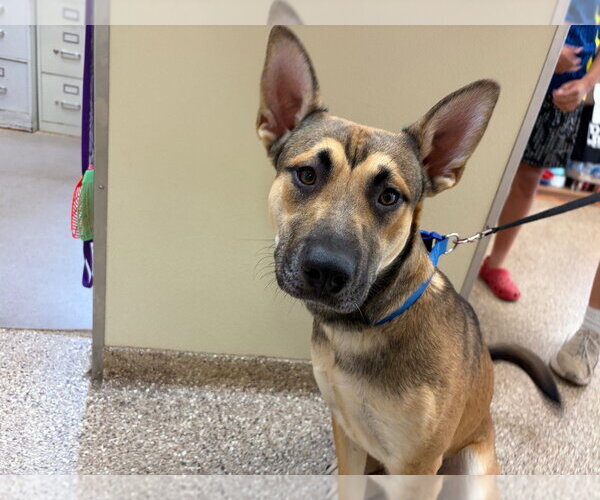 Medium Photo #3 German Shepherd Dog Puppy For Sale in Great Bend, KS, USA