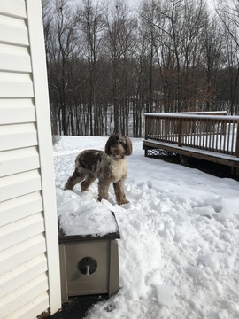 Medium Photo #1 Aussiedoodle-Labradoodle Mix Puppy For Sale in AMARANTH, PA, USA