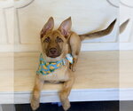 Small #1 German Shepherd Dog