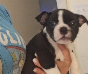 Boston Terrier-English Bulldog Mix Puppy for Sale in NEW KENSINGTON, Pennsylvania USA