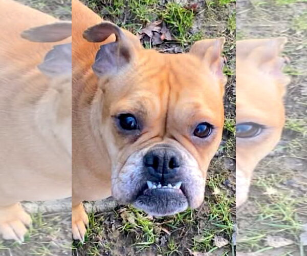 Medium Photo #2 Boston Terrier-Boxer Mix Puppy For Sale in Mount Airy, NC, USA