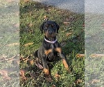 Small #12 Doberman Pinscher