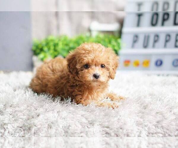Medium Photo #2 Poodle (Miniature) Puppy For Sale in FULLERTON, CA, USA