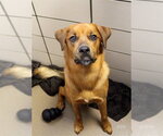 Small Golden Retriever Mix