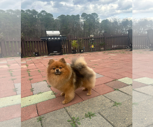 Father of the Pomeranian puppies born on 04/29/2025