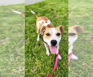 Mutt Dogs for adoption in Pompano Beach , FL, USA