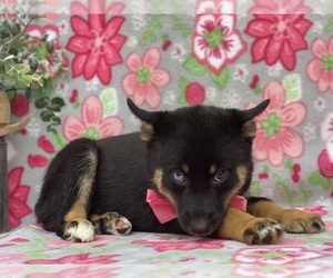 Border Collie-Pomsky Mix Puppy for sale in LANCASTER, PA, USA