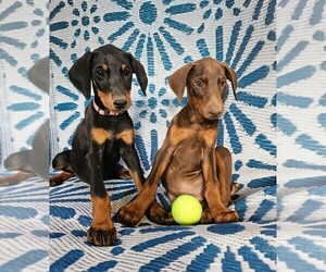 Doberman Pinscher Litter for sale in KELLYTON, AL, USA