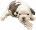 Puppy 2 Shih Tzu