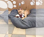 Small #7 American Pit Bull Terrier Mix