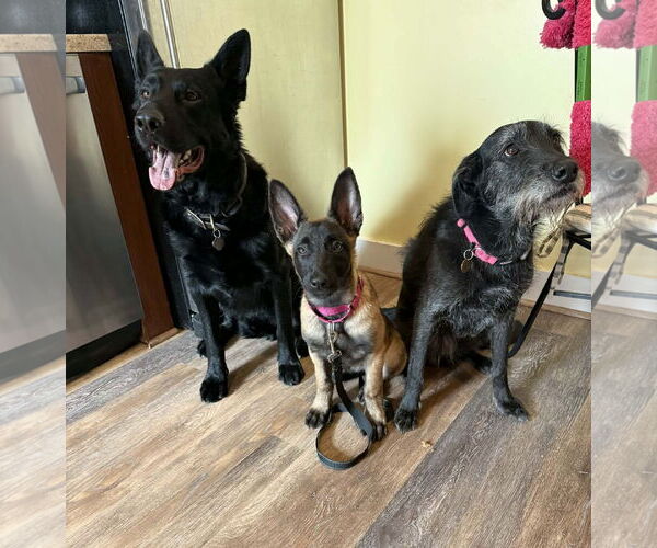 Medium Photo #12 Mutt Puppy For Sale in Gretna, NE, USA