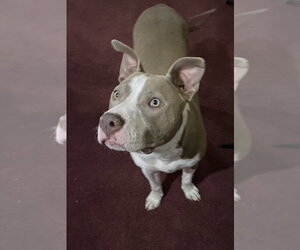 Two Tone Tucker - Male American Pit Bull Terrier-Unknown Mix Dog for Adoption - Photo #10