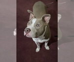 Small #9 American Pit Bull Terrier Mix