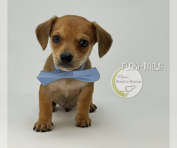Medium Photo #1 Dachshund-Unknown Mix Puppy For Sale in Benton, LA, USA