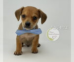 Small Dachshund Mix