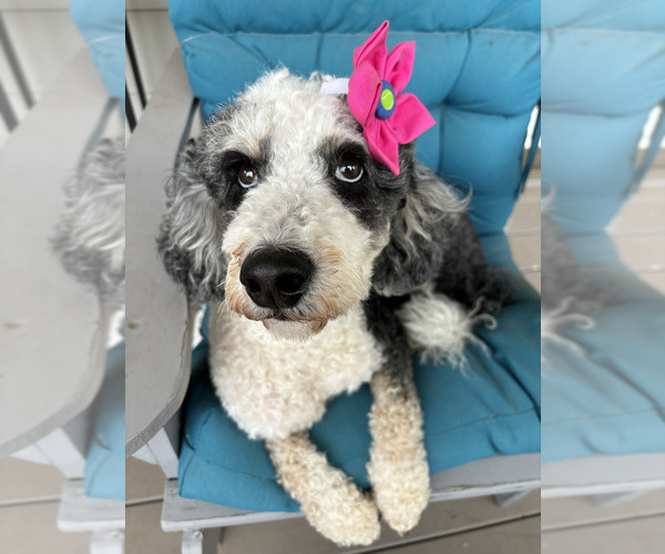 Medium Photo #1 Bernedoodle (Miniature) (+ Poodle Miniature) Puppy For Sale in TRAVELERS REST, SC, USA