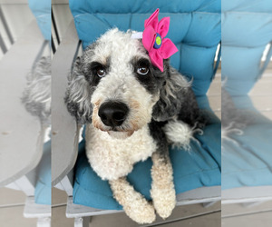 Mother of the Bernedoodle (Miniature) (+ Poodle Miniature) puppies born on 09/07/2026