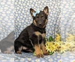 Small Photo #2 German Shepherd Dog Puppy For Sale in NORTH EAST, MD, USA