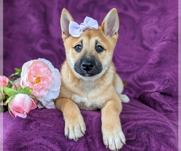 Medium Photo #5 Shiba Inu Puppy For Sale in KIRKWOOD, PA, USA