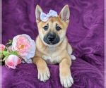 Small Photo #5 Shiba Inu Puppy For Sale in KIRKWOOD, PA, USA