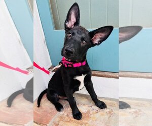 Australian Kelpie-Unknown Mix Dogs for adoption in Marina Del Rey, CA, USA