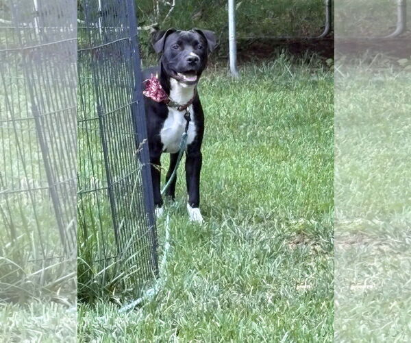 Medium Photo #5 American Pit Bull Terrier-Unknown Mix Puppy For Sale in Germantown, OH, USA