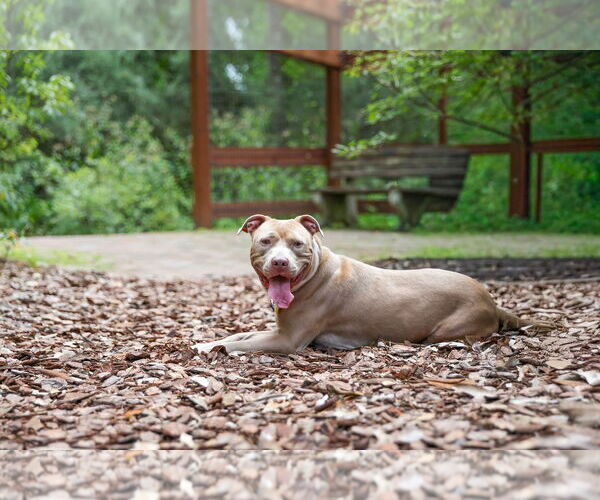 Medium Photo #6 Mutt Puppy For Sale in  Gainesville, FL, USA