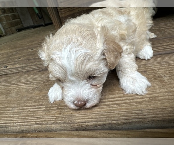 Medium Photo #7 Maltipoo Puppy For Sale in RUSSELLVILLE, AL, USA