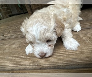 Medium Maltipoo