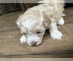 Puppy Puppy 3 Maltipoo