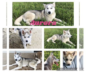 Mother of the Siberian Husky puppies born on 02/27/2022