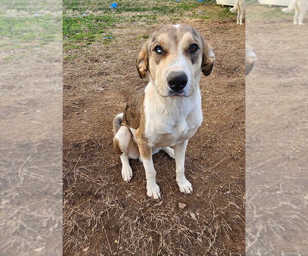Medium Photo #1 Australian Shepherd-Great Dane Mix Puppy For Sale in Bullard, TX, USA