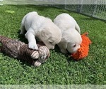 Small #19 English Cream Golden Retriever