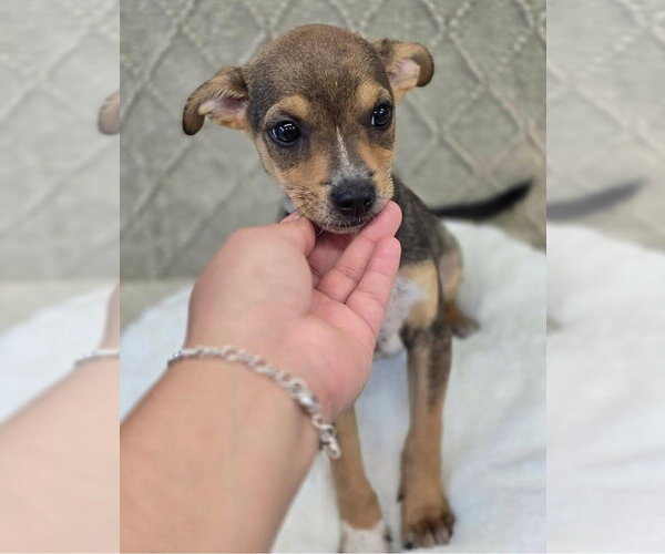 Medium Photo #1 Chihuahua-Unknown Mix Puppy For Sale in Lakewood, CO, USA
