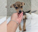 Small Chihuahua Mix