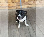 Small #7 Mutt