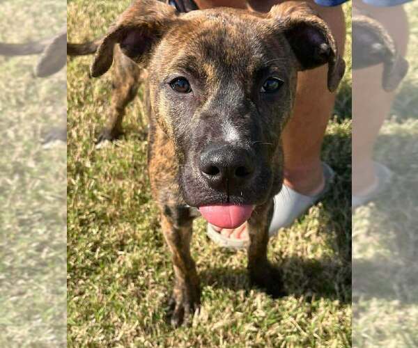 Medium Photo #3 Mutt Puppy For Sale in Abbeville, LA, USA