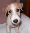 Small Photo #2 Jack Russell Terrier Puppy For Sale in AIKEN, SC, USA