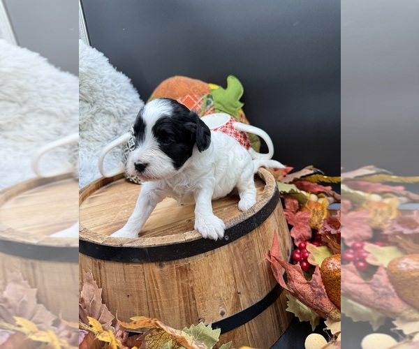 Medium Photo #3 Goldendoodle mix (+ Poodle Miniature) Puppy For Sale in HAYDEN, AL, USA
