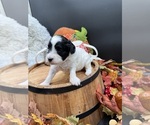 Small Photo #20 Goldendoodle mix (+ Poodle Miniature) Puppy For Sale in HAYDEN, AL, USA