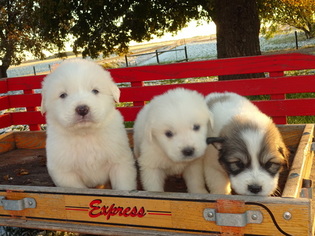 Great Pyrenees Puppy for sale in NORA SPRINGS, IA, USA