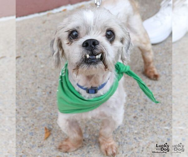 Medium Photo #4 Shih Tzu-Unknown Mix Puppy For Sale in Washington, DC, USA