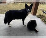 Small #1 Border Collie Mix