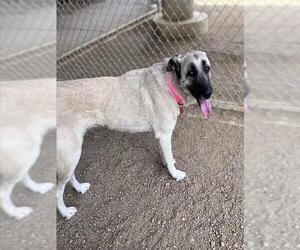 Anatolian Shepherd-Unknown Mix Dogs for adoption in Plano, TX, USA