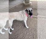Small Anatolian Shepherd Mix