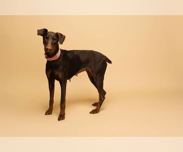 Medium Photo #6 Doberman Pinscher Puppy For Sale in Buffalo, MN, USA