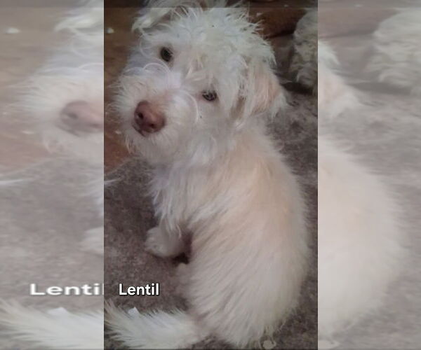 Medium Photo #1 Mutt Puppy For Sale in Ellijay, GA, USA